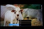 Bovine Cow-goat family Livestock Adaptation Snout