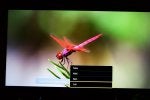 Dragonfly Dragonflies and damseflies Insect Macro photography Botany